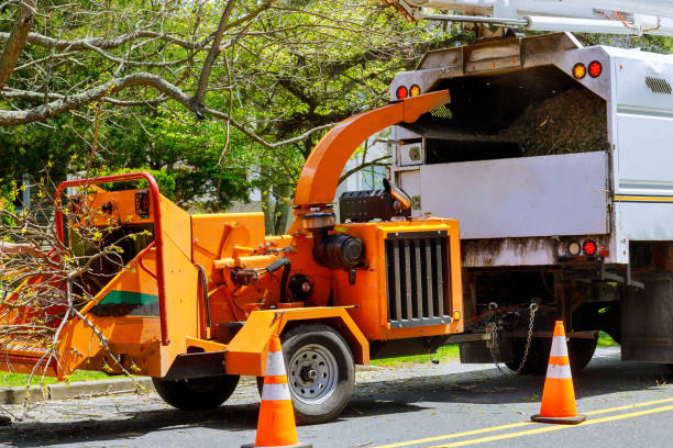 Seasonal Cleanup (Spring/Fall) in Nicholls, GA